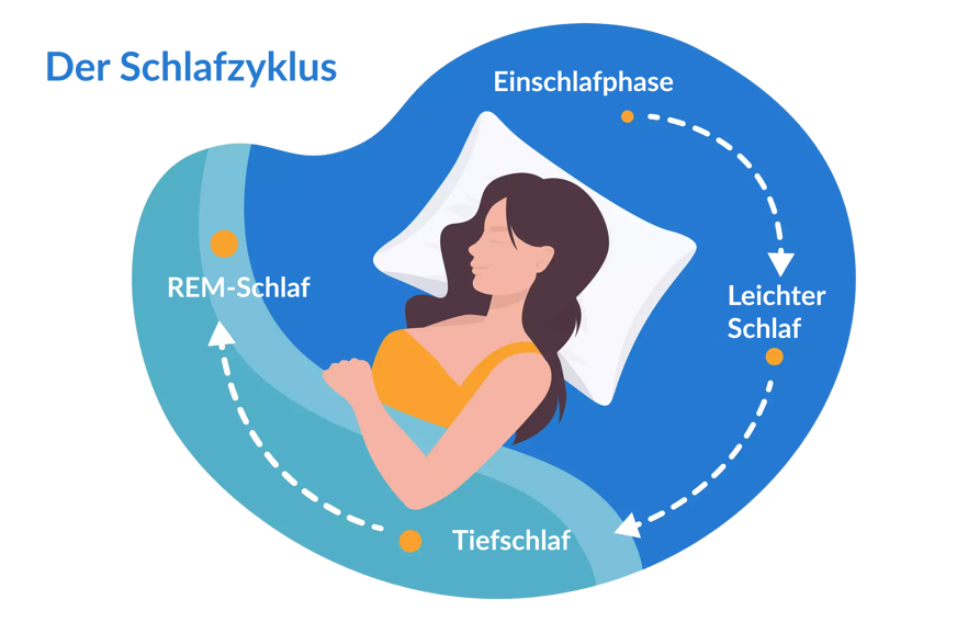 Der Schlafzyklus in vier Phasen